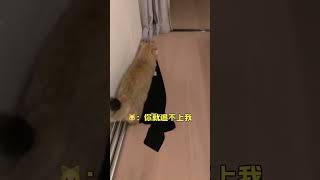 差点就要重洗被子了 #沙雕猫咪的日常 #我和我的猫 #萌宠表情包大赏