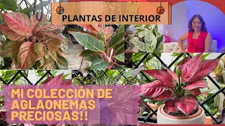 PLANTAS DE INTERIOR. MI COLECCIÓN DE AGLAONEMAS#plantastropicales #jardín #cuidados #suculentas #