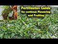 v73:How to Apply Fertilizer for Hot Peppers and other Solanaceous Crops in conventional ways.