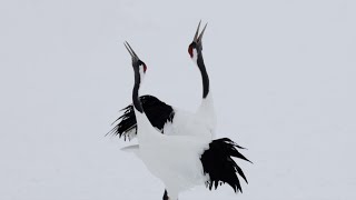 The Dance of the Divine Crane | Nippon.com: Japan in Video