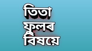 তিতা ফুল