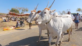 Hallikar bulls of Chikkalalli Lokesh