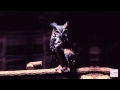 Koda - Staying