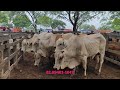 feira do gado 10 02 2025 em canafístula de frei damião. alagoas. nordeste brasil