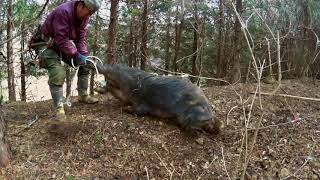 片桐邦雄 鼻獲り③ 2018年2月  Kunio Katagiri Catching the wild boar's nose