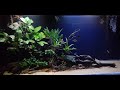 planted tank setup aquascape/monster fish aqua sl/ #plantedtank #monsterfishaquasl#aquascape #relax