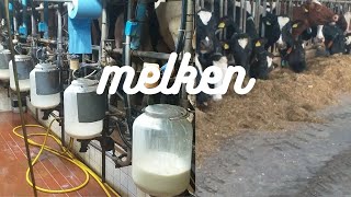 koeien melken / milking cows