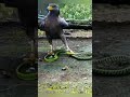 snake vs eagle #shorts #viral #trending