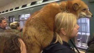 Meanwhile In Russia...