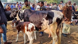 @আজ ৩০/৫/২৪ | উন্নত জাতের দুধের গাভী ও বাছুর গরুর দাম | রানীগঞ্জ হাট |দিনাজপুর |