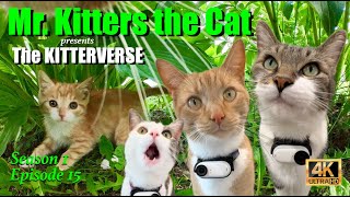 Mr. Kitters presents The Kitterverse! Seasonn 1 Episode 15 📣🐈 Life is better with a Kitten! 🐱📺🍿❤️