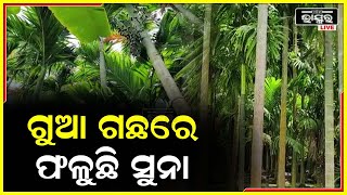 ଗୁଆ ଚାଷ କରି ସ୍ୱାବଲମ୍ବୀ ହେଉଛନ୍ତି ଚାଷୀ; ବର୍ଷକୁ ଲକ୍ଷ ଲକ୍ଷ ରୋଜଗାର