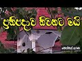 ආර්ය ප්‍රතිපදාව 1 buddothpado aryanwahanse