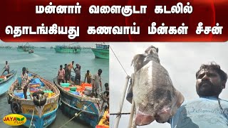 மன்னார் வளைகுடா கடலில் தொடங்கியது கணவாய் மீன்கள் சீசன் | Fish | Gulf of Mannar | Squid