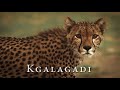 Kgalagadi in 4K - Wildlife of the Kalahari Desert