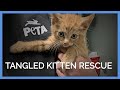 Tiny Kitten Found Outside Finally Gets to Experience Life Indoors