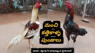 మంచి కత్తికాళ్ళ పుంజులు  :  9391730032