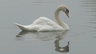 Diving duck and a Swan shaking tail