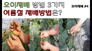 오이재배방법 3가지, 여름철 재배방법은?