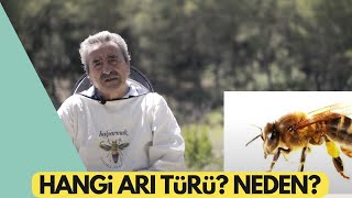 Arı Türleri Nelerdir? Hangi Arı Irkı İle Başlamalıyım? Balparmak Arıcılık Akademisi