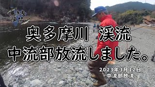 2023年3月12日　奥多摩川　渓流　中流部放流の様子です。