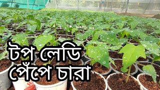 পেঁপে চারা। পেঁপে চাষ। চারা বাজার থেকে পেঁপে চারা কিনলেই পাচ্ছেন ফ্রী ডেলিভারি।