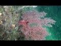 🤿snorkeling raja ampat🤿. west waigeo. white arrow. indonesia. june 2024 ☀️🪸🐙🐠🐟