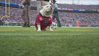 Beloved Georgia bulldog mascot, Uga X, passes away