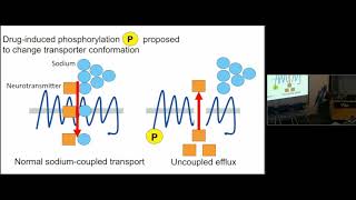 Neurotransmitter Transporters and the Pharmacologic Treatment of Depression and Anxiety