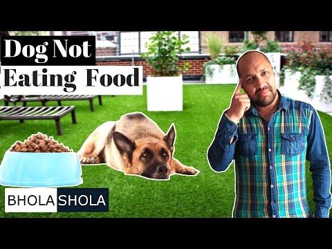 Health Problem - My dog is not eating food - Bhola Shola Health Problem - My dog is not eating food - Bhola Shola