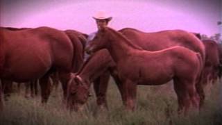 AQHA Turns 75 – A little history