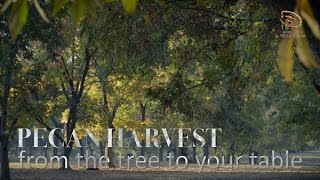 Pecan Harvest 2016 - National Pecan Shellers Association