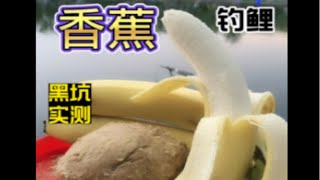 黑坑实测香蕉开饵钓鲤鱼散炮肉夹馍孔雀羽浮漂