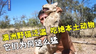 澳洲野猫泛滥成灾，吃掉数十亿只野生动物，它们究竟有多猛？【科普任意门】