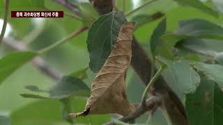 [CCS종합뉴스]충북 과수화상병 확산세 주춤…“매몰지 점검”