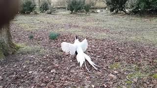 Silver Pheasant