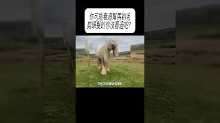 你可能看過幫馬剃毛，剪頭髮的你沒看過吧？#科普 #漲知識