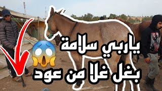 اخيرا و الحمد لله سوق سطات رجع كيف كان قبل رمضان و كاين لمليح شوفوا لبغل لي غلا من الخيل 😰