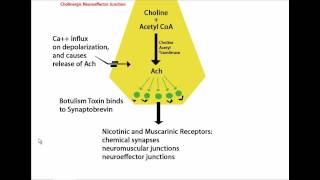 Mechanism of Botulinum Toxin (Botox) Tutorial