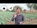 खरबूजा की खेती कब और कैसे करें kharbuja ki kheti kab aur kaise karen muskmelon farming