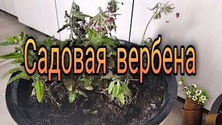 Садовая вербена / Попытка продлить жизнь и цветение вербене