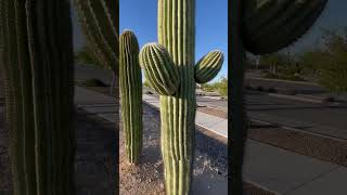 Don't Touch The Saguaro Cactus! 😨😳🌵 #cactus #saguaro