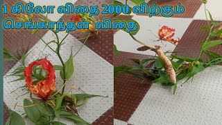 செங்காந்தள் மலர் பயன்கள்/ கண்வலி பூ/ கார்த்திகை பூ/ மாநில பூ செங்காந்த கிழங்கு சாகுபடி செய்வது