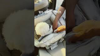 분리불안이 심하거나 멀미가 심한 강아지전용 애견카시트  쏘오옥카시트!     #dogs#cats#dogcarseat#poodle