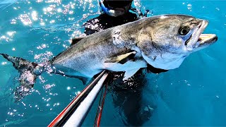 🔥big bluefish🧿gros tassergal💥#spearfishing #bigfish #bluefish #fishing #fish #spearo #tassergal