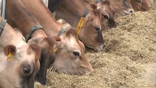 Soybeans Yield Meal and Oil