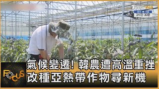 氣候變遷! 韓農遭高溫重挫 改種亞熱帶作物尋新機 ｜方念華｜FOCUS全球新聞 20240920 @tvbsfocus