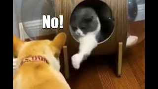 Dog vs Cat