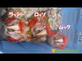 【東山動植物園公式】 アカコンゴウインコのあかちゃん part6《 アカコンゴウインコ　インコ 》