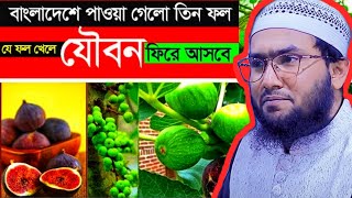 দেশেই ফলছে পবিত্র কুরআনে বর্ণিত ত্বীন ফল এবং খেলে কি উপকার হয় | যে ফল খেলে যৌবন ফিরে আসবে |Ajker sur